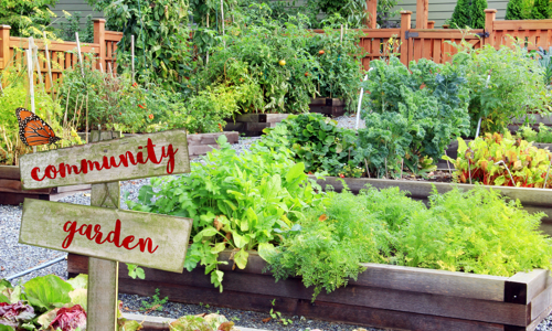 A community garden