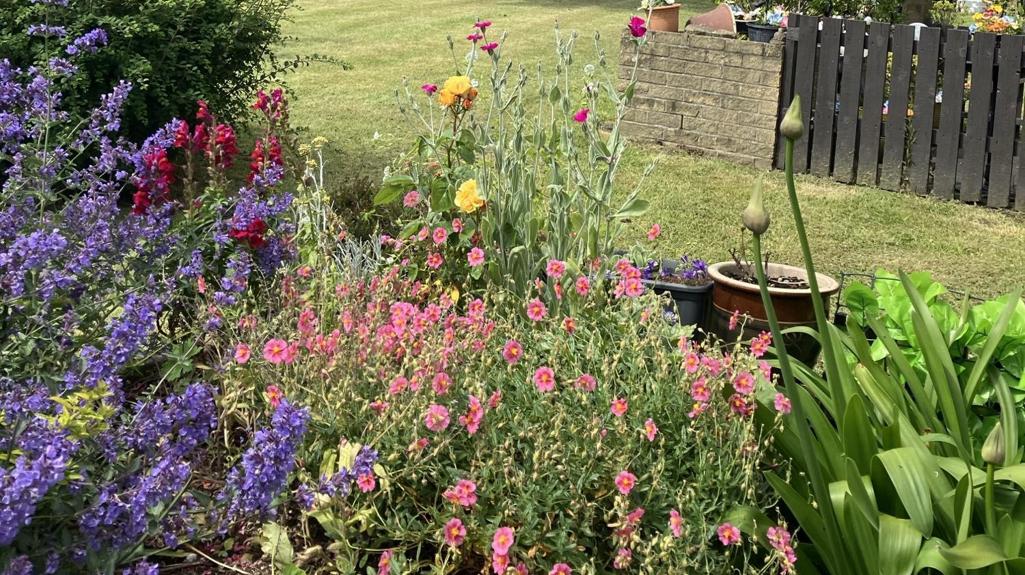 Beautiful community space, green grass with a large tree in the centre with pink, purple and yellow flowers around the border of the garden. The sky above is blue with white clouds.
