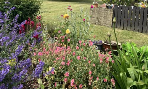 Beautiful community space, green grass with a large tree in the centre with pink, purple and yellow flowers around the border of the garden. The sky above is blue with white clouds.